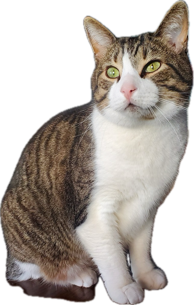 a cat
