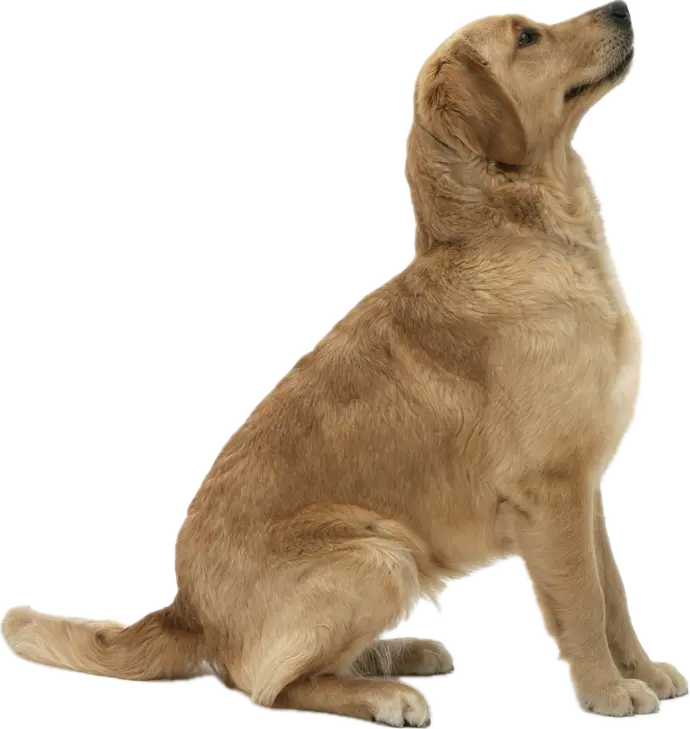 a golden retriever