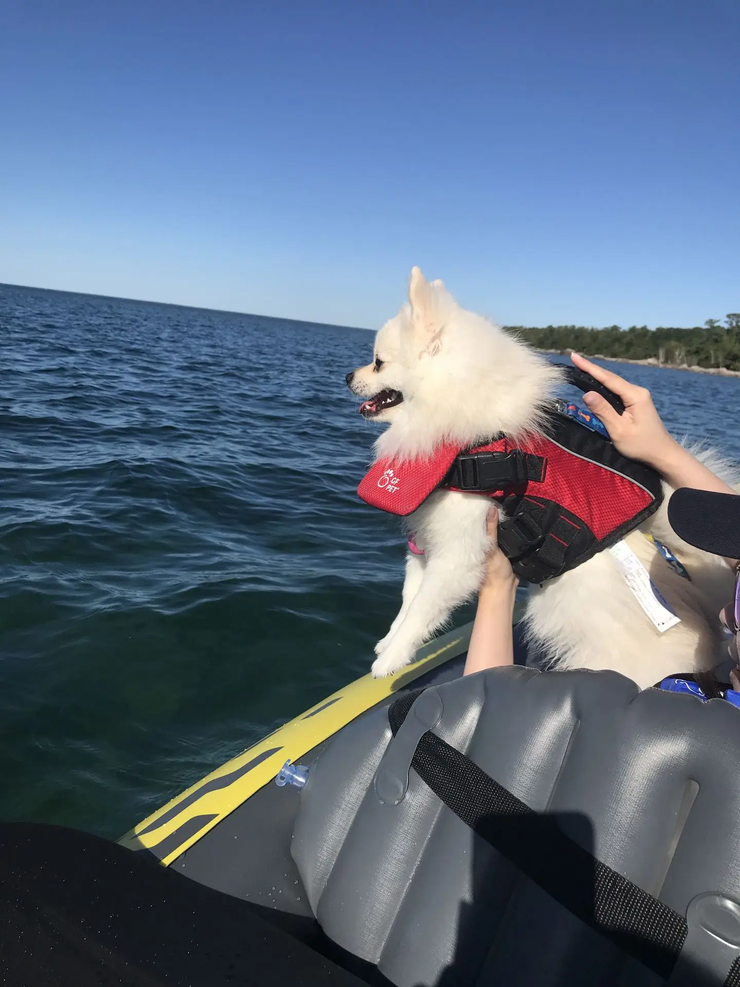 a dog looking at the ocean