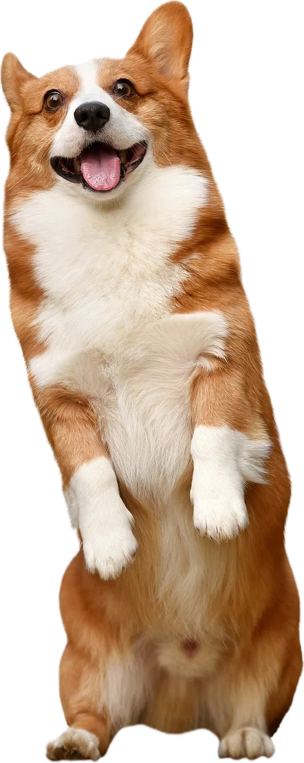 A happy corgi