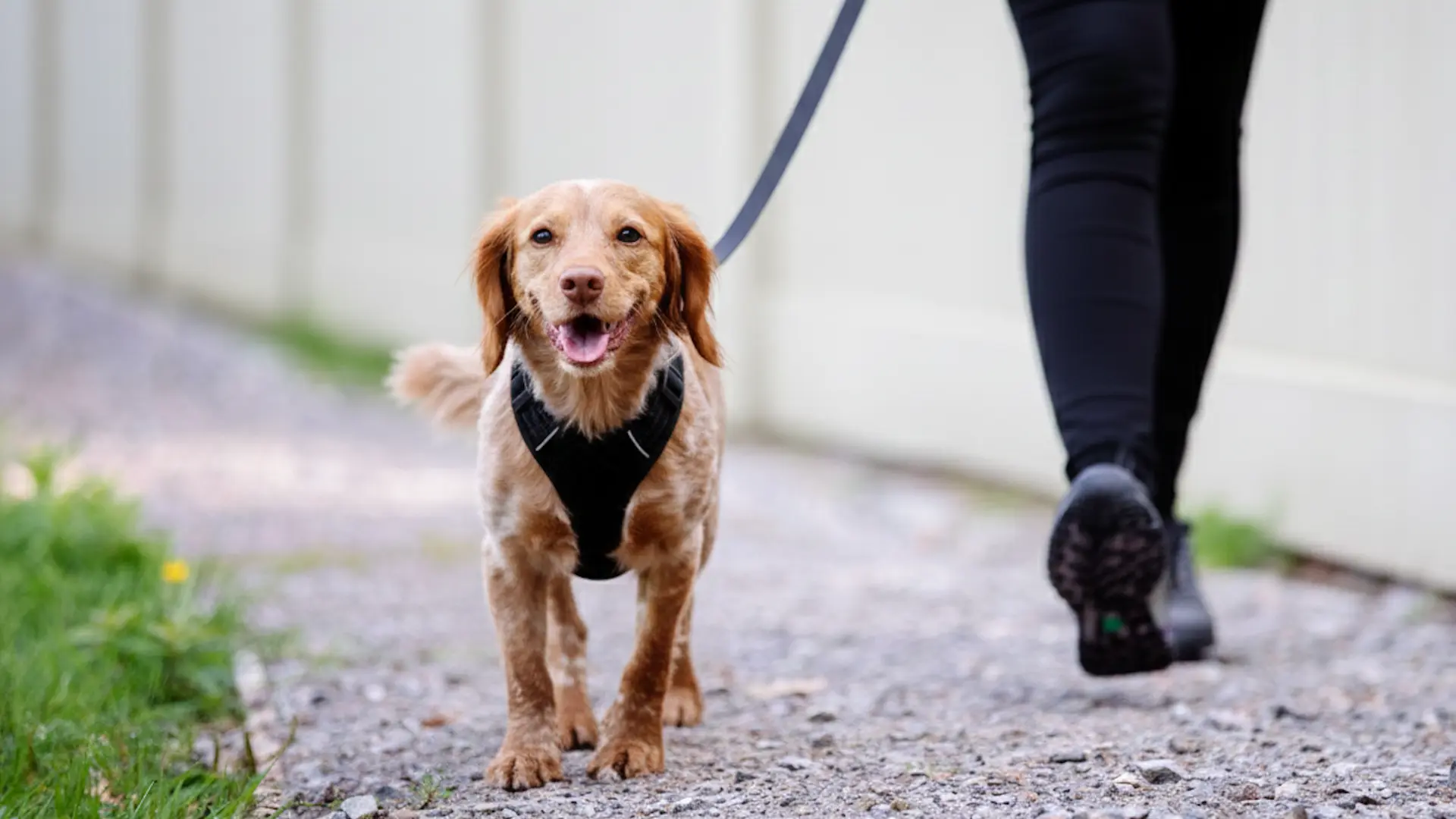 Private Dog Walker. Matt Plus Hanna Dog Walking services