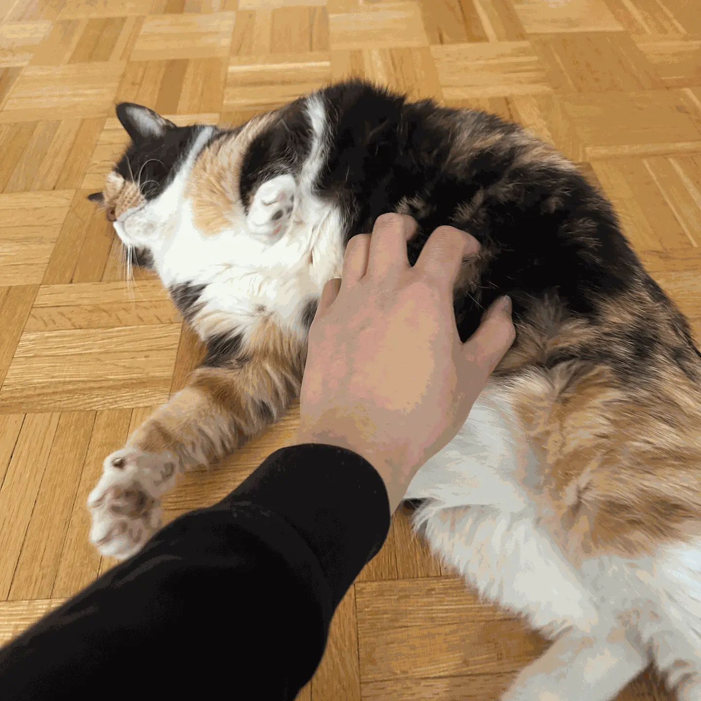 A cat being pet