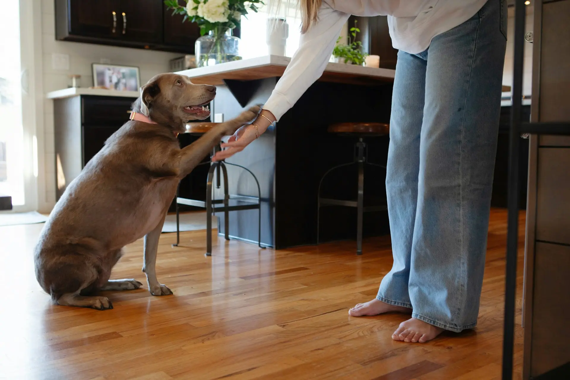 A dog giving his paw to his pet sitter