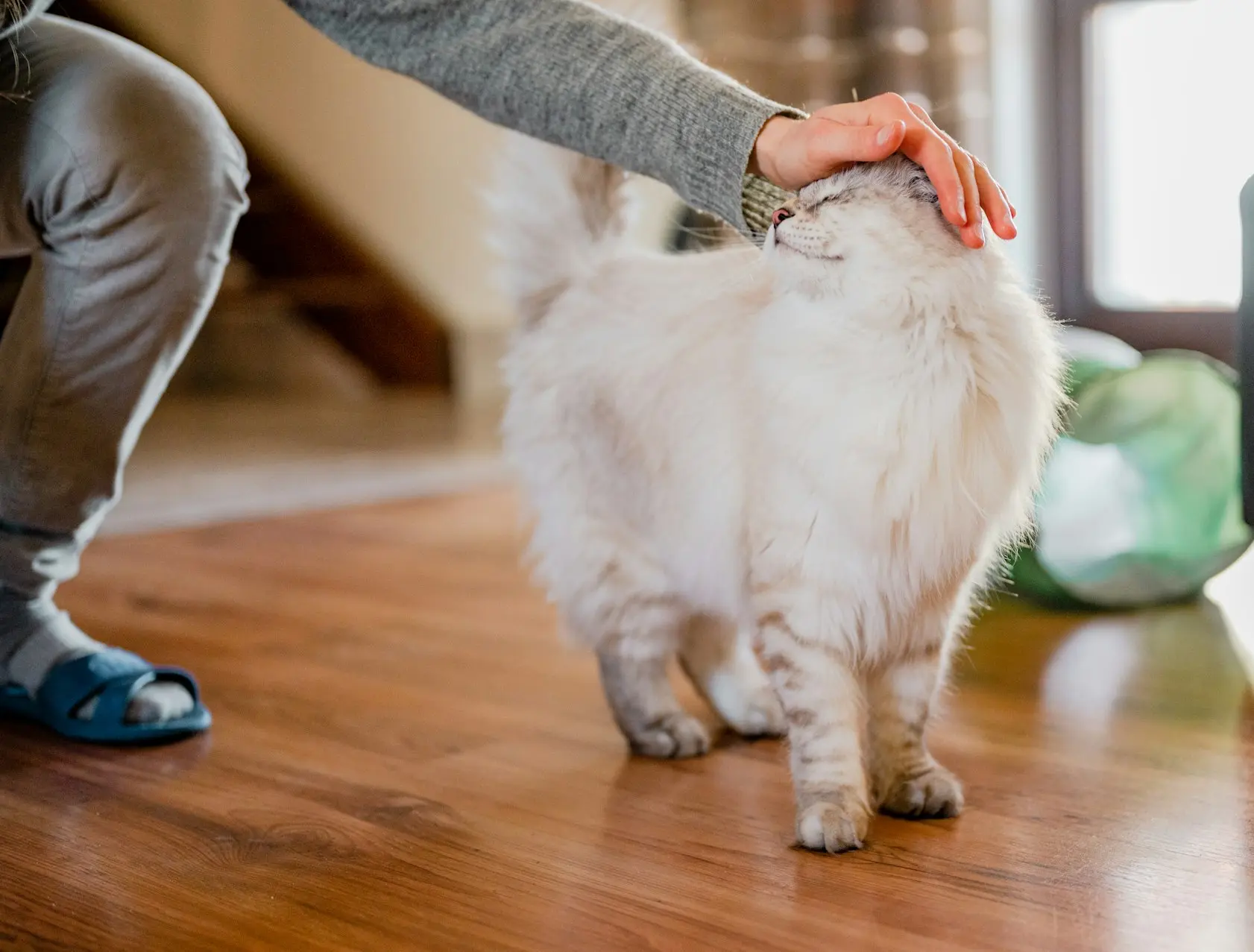 a white cat being pet