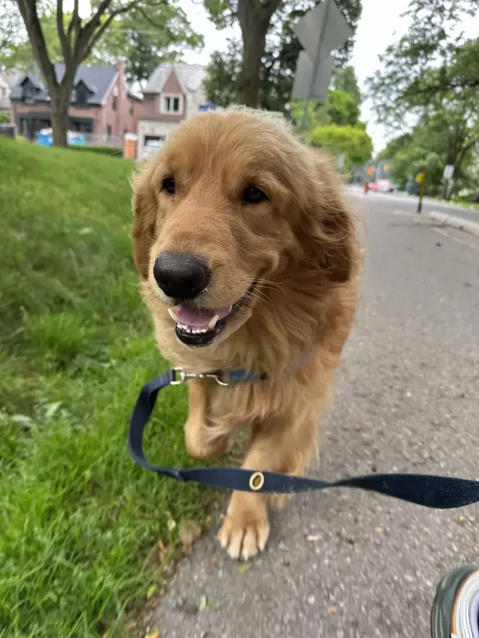 A golden retriever walking happily