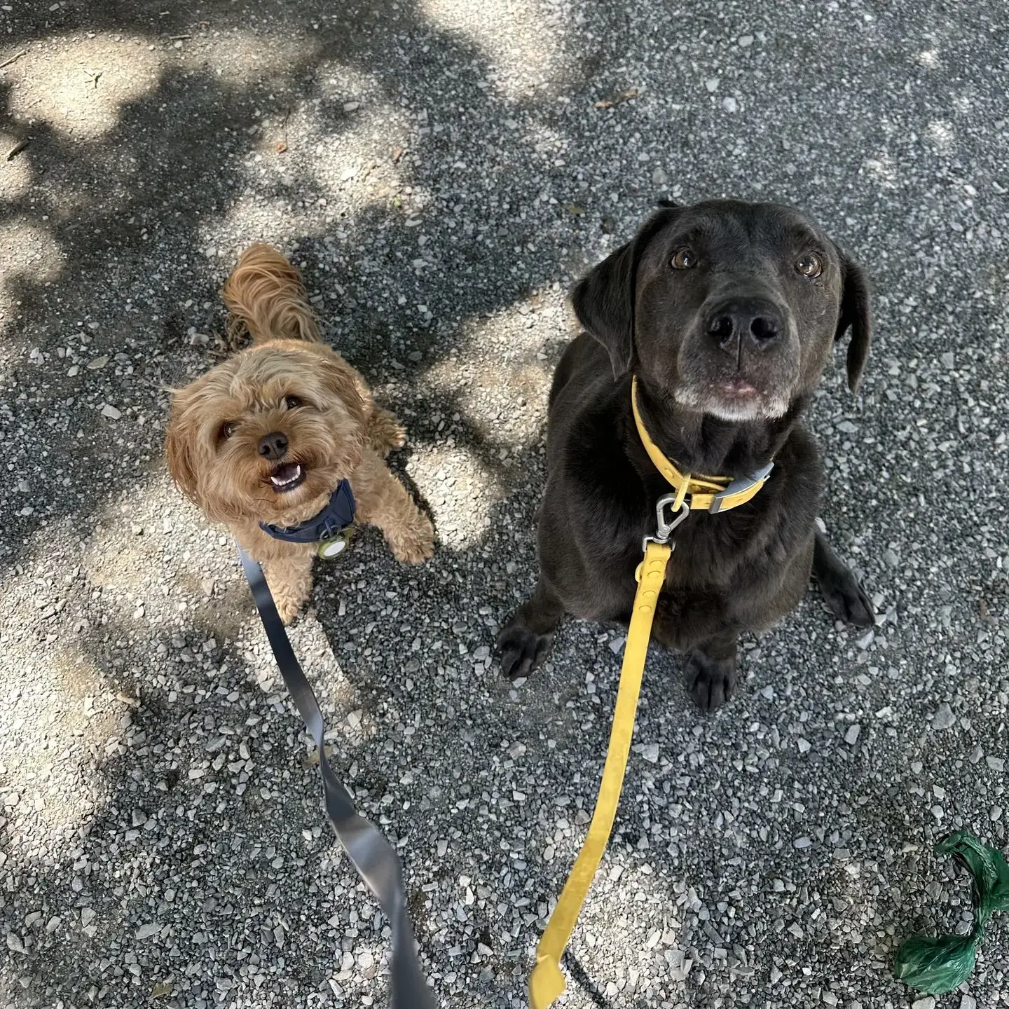 Two dog sitting down looking at their dog walker