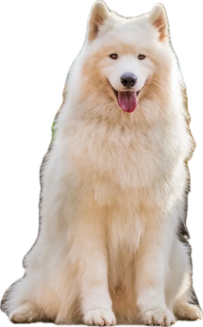 a dog