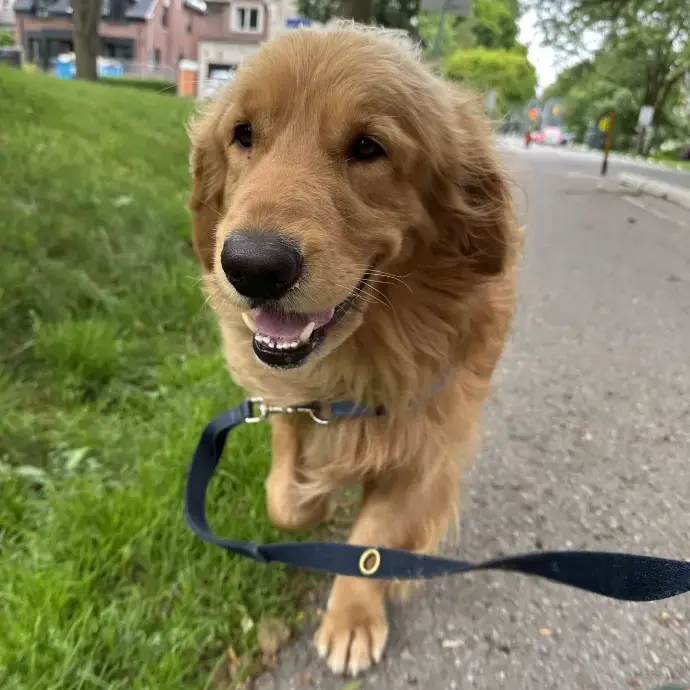 A golden retriever walking happily