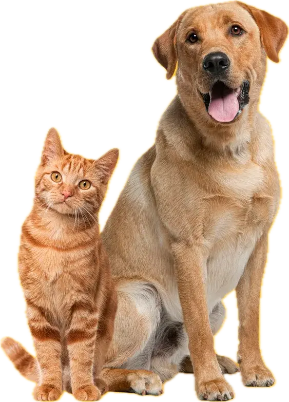 a lab dog and and cat